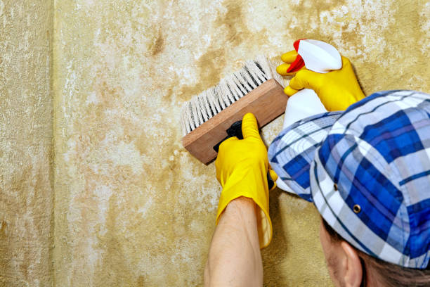 Best Mold Remediation for Rental Properties  in USA